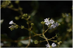 Spermadictyon suaveolens